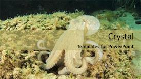  Presentation with octopus - PPT theme consisting of octopus underwater background and a yellow colored foreground