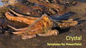  Presentation with thymus vulgaris - Cool new presentation with octopus vulgaris on coastal rock backdrop and a tawny brown colored foreground