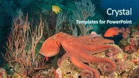  Presentation with octopus - Amazing slide deck having octopus backdrop and a ocean colored foreground