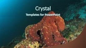  Presentation with octopus - Amazing presentation design having octopus backdrop and a ocean colored foreground