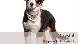  Presentation with australian - Slide set with odd-eyed-australian-shepherd-wearing background and a light gray colored foreground