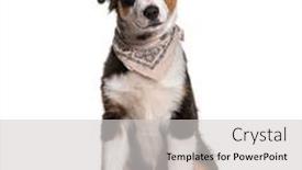  Presentation with australian - Amazing slide deck having odd-eyed-australian-shepherd-wearing backdrop and a light gray colored foreground