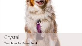  Presentation with super hero dog red - PPT layouts enhanced with odd-eyed-expressive-australian-shepherd background and a lemonade colored foreground