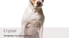  Presentation with mix of cabbages on white - PPT theme featuring odd-eyed-mixed-breed-dog background and a light gray colored foreground