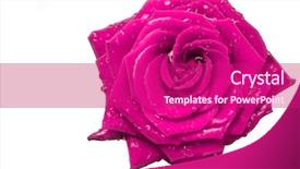  Presentation with singled green pink rose - Audience pleasing presentation theme consisting of odour - close up of pink rose backdrop and a violet colored foreground