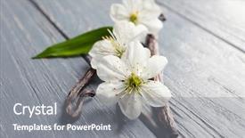 Presentation with vanilla - Cool new presentation with odour - dried vanilla sticks and flowers backdrop and a gray colored foreground