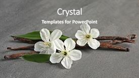  Presentation with vanilla - Slides with odour - dried vanilla sticks and flowers background and a gray colored foreground