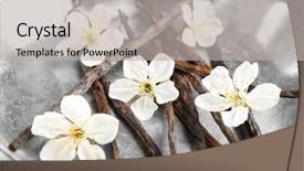  Presentation with vanilla - Theme featuring odour - metal plate with dried vanilla background and a  colored foreground