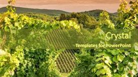  Presentation with vineyard - Theme having wineyard - sunset in a vineyard background and a tawny brown colored foreground