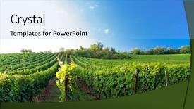  Presentation with vineyard - Presentation featuring wineyard - sunset in a vineyard background and a light blue colored foreground