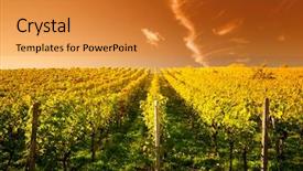  Presentation with vineyard - Colorful slide deck enhanced with wineyard - sunset in a vineyard backdrop and a gold colored foreground