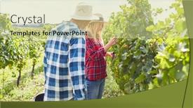  Presentation with checks - Slides with oenologist-checks-the-ripeness background and a soft green colored foreground