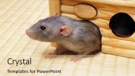  Presentation with rat - Colorful theme enhanced with of the tree house backdrop and a lemonade colored foreground