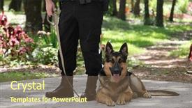  Presentation with police dog - Presentation theme consisting of officer and his police dog background and a tawny brown colored foreground