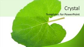  Presentation with drugs medical cannabis leaf - Colorful slide set enhanced with official simple - leaf of burdock backdrop and a yellow colored foreground