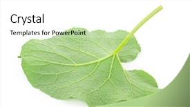  Presentation with drugs medical cannabis leaf - Colorful slide set enhanced with official simple - leaf of burdock backdrop and a  colored foreground