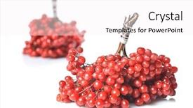  Presentation with berries - Beautiful slide set featuring officialisl plants - berries of red viburnum backdrop and a  colored foreground