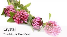 Presentation with clover - Audience pleasing presentation theme consisting of officialisl plants - bundle of red clover trifolium backdrop and a white colored foreground