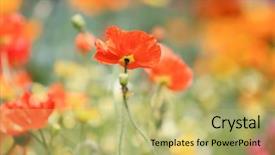  Presentation with california - Amazing slide deck having officialisl plants - california poppy california poppy flowers backdrop and a yellow colored foreground