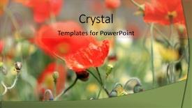  Presentation with poppy - Beautiful PPT layouts featuring officialisl plants - california poppy california poppy flowers backdrop and a coral colored foreground