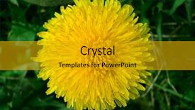  Presentation with dandelion - Presentation design consisting of officialisl plants - closeup of dandelion background and a  colored foreground
