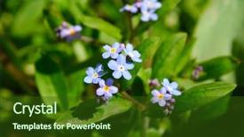  Presentation with blooming flower animated crocus - Slide set featuring officialisl plants - veronica flower bloom background and a  colored foreground