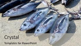  Presentation with tuna fish underwater in ocean - Slides featuring offshoring marketing - albacore tuna fish thunnus alalunga background and a light gray colored foreground