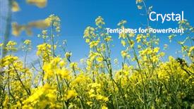  Presentation with blue yellow - Cool new theme with oil canada - detail of blooming yellow rapeseed backdrop and a  colored foreground