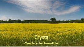  Presentation with oil field - PPT theme enhanced with oil canada - panoramic view of blooming yellow background and a  colored foreground