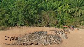  Presentation with deforestation - Slide set consisting of oil sand - deforestation logging of forest background and a coral colored foreground