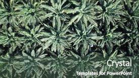  Presentation with thailand food - Slide deck consisting of tropical food malaysia - oil palm plantation aerial photo background and a ocean colored foreground