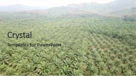  Presentation with oil palm plantation - Presentation design consisting of oil palm plantation palm forest background and a  colored foreground