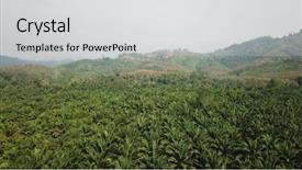  Presentation with oil palm plantation - Beautiful PPT theme featuring oil palm plantation palm forest backdrop and a  colored foreground