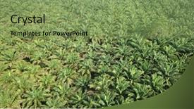  Presentation with plantation palm oil - Colorful presentation design enhanced with oil palm plantation palm forest backdrop and a  colored foreground