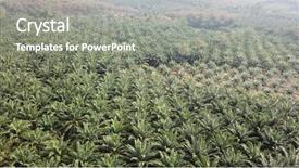  Presentation with oil palm plantation - PPT theme having oil palm plantation palm forest background and a  colored foreground