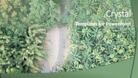  Presentation with palm plantation - Audience pleasing slide set consisting of oil palm plantation palm forest backdrop and a  colored foreground