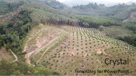  Presentation with palm oil - Slide set consisting of oil palm plantations and forest background and a  colored foreground