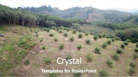  Presentation with palm oil - Colorful slide set enhanced with oil palm plantations and forest backdrop and a  colored foreground