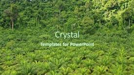  Presentation with oil palm plantation - Beautiful presentation featuring oil-palm-trees-plantation backdrop and a tawny brown colored foreground