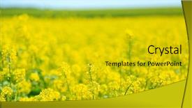  Presentation with oil field - Amazing slide set having oil seeds - beautiful rape in the field backdrop and a gold colored foreground