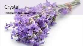  Presentation with lavender flowers border - Beautiful PPT theme featuring oil use - bunch of lavandula or lavender backdrop and a light blue colored foreground