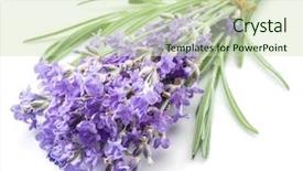  Presentation with lavender flowers - Beautiful presentation theme featuring oil use - bunch of lavandula or lavender backdrop and a  colored foreground
