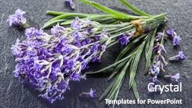  Presentation with lavender flowers - Theme enhanced with oil use - bunch of lavandula or lavender background and a  colored foreground