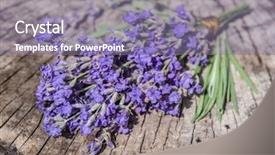  Presentation with lavender flowers border - Beautiful slide set featuring oil use - bunch of lavandula or lavender backdrop and a  colored foreground