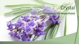  Presentation with lavender flowers - Beautiful PPT layouts featuring oil use - bunch of lavandula or lavender backdrop and a soft green colored foreground