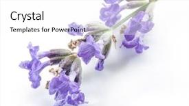  Presentation with lavender flowers border - Slides featuring oil use - bunch of lavandula or lavender background and a white colored foreground