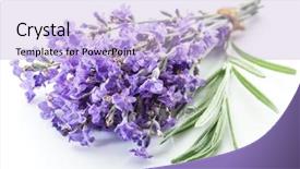  Presentation with lavender flowers - Theme enhanced with oil use - bunch of lavandula or lavender background and a light blue colored foreground