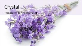  Presentation with lavender flowers - Colorful PPT layouts enhanced with oil use - bunch of lavandula or lavender backdrop and a light blue colored foreground