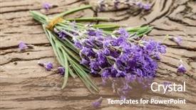  Presentation with lavender flowers - Amazing slides having oil use - bunch of lavandula or lavender backdrop and a  colored foreground