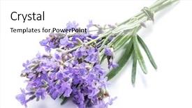  Presentation with lavender flowers - Audience pleasing slides consisting of oil use - bunch of lavandula or lavender backdrop and a white colored foreground